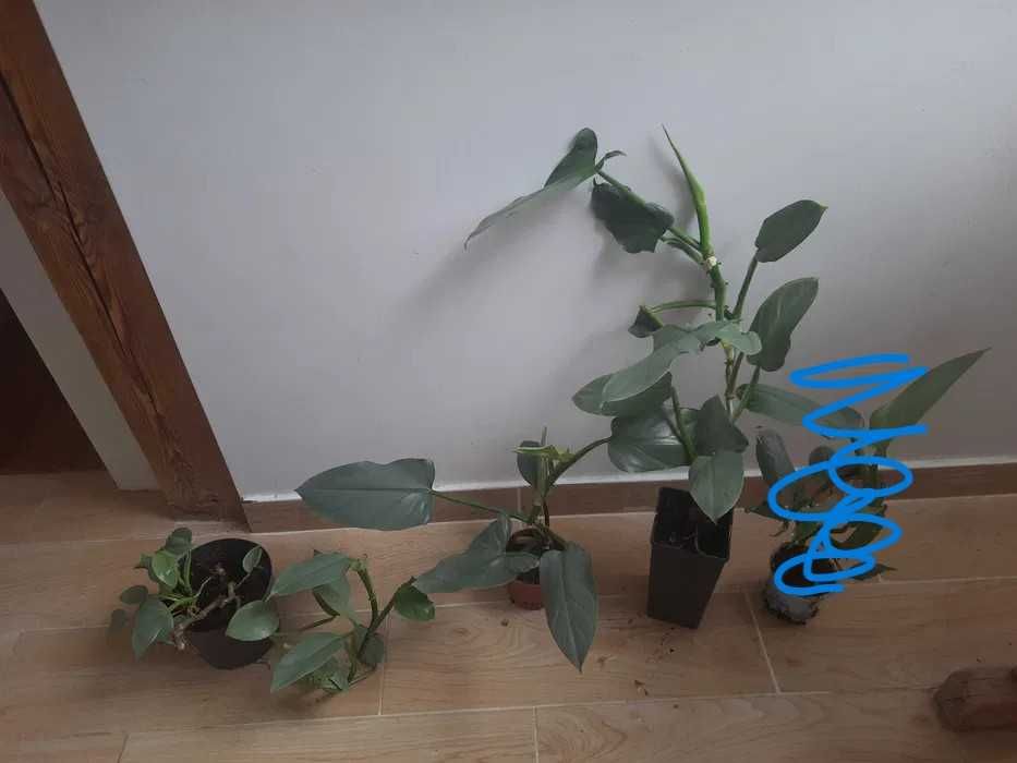 Filodendron hastatum Królowa Srebrnych Mieczy wybór z trzech roślin