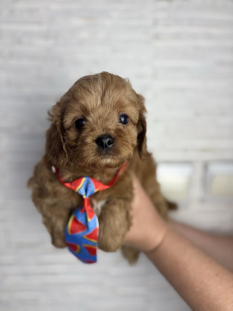 Cavapoo odbior koniec czerwca