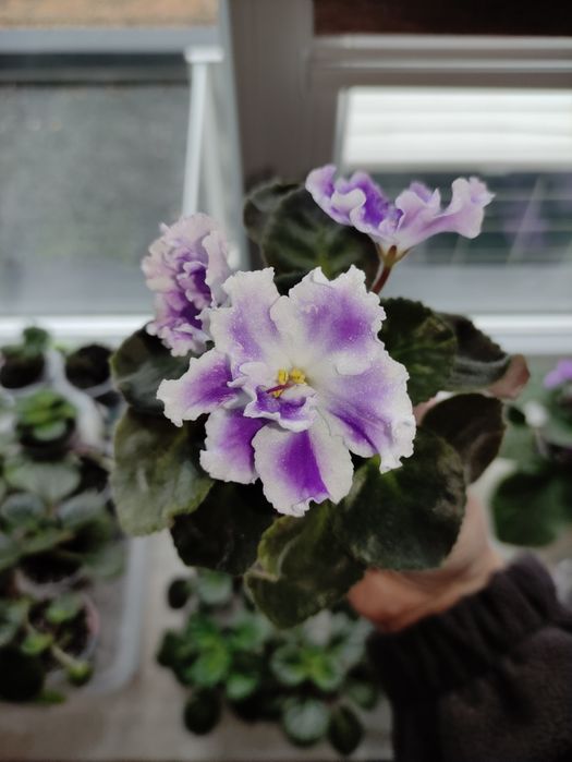 Вазони, фіалки, заміакулькас