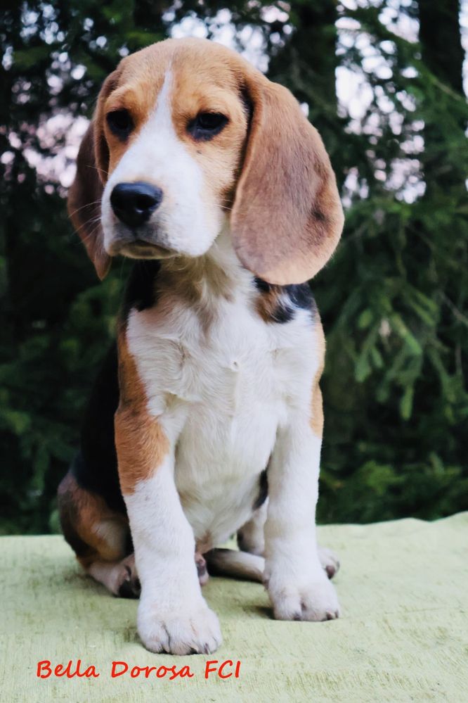 Beagle Związek kynologiczny w Polsce FCI.