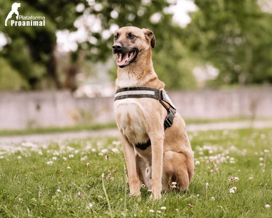 SVITELANO - Cãozinho para Adoção!