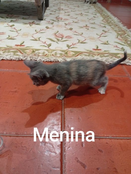 Gatos para adopção responsável