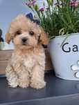 Suczka maltipoo F1