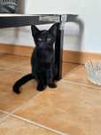Gatinhos procuram familia