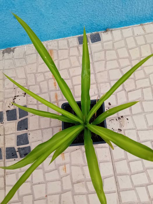 Planta aranha Chlorophytum Comosum