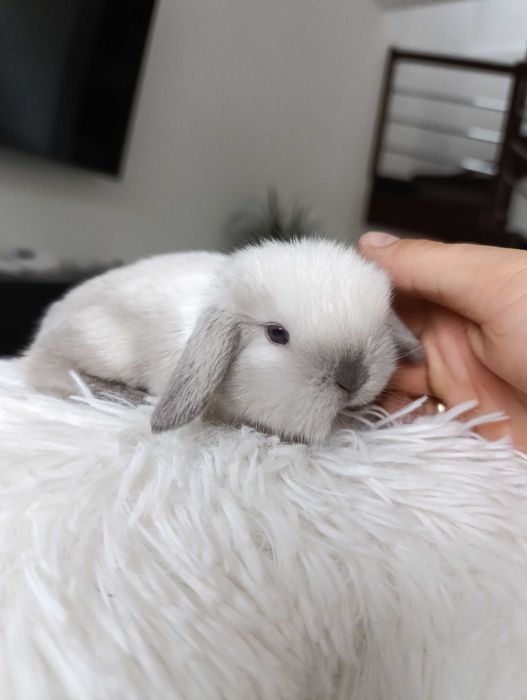 Mini lop karzełek Teddy hodowla zarejestrowana