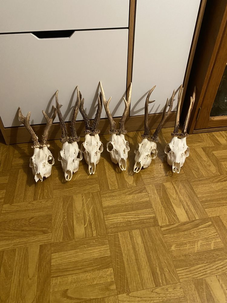 Parostki rogi kozła poroże kolekcja