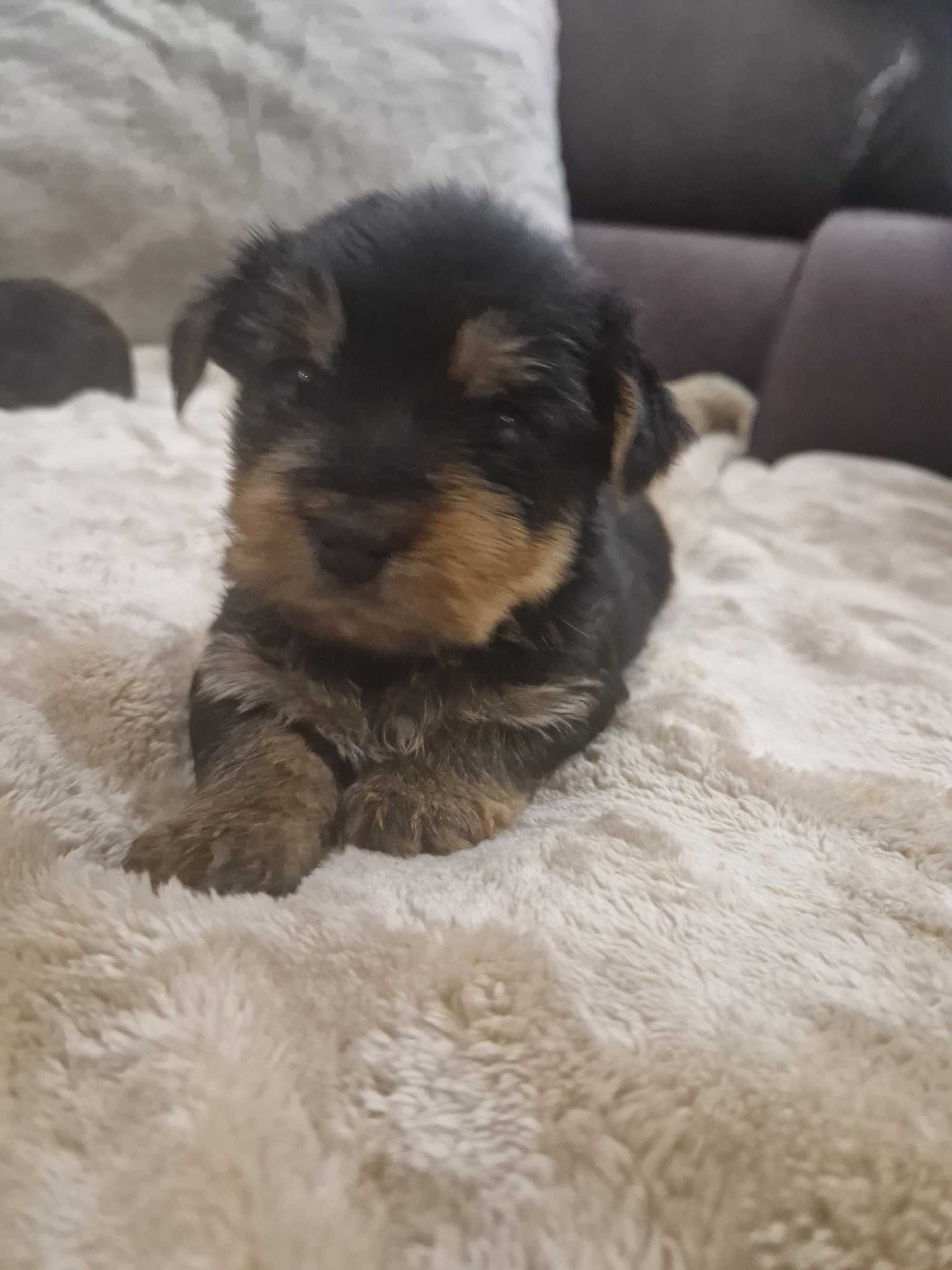 Yorkshire Terrier z Rodowodem