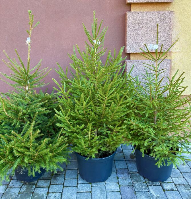 Жива ялинка,екоялинка,ялинка у горщику,новорічна ялинка,