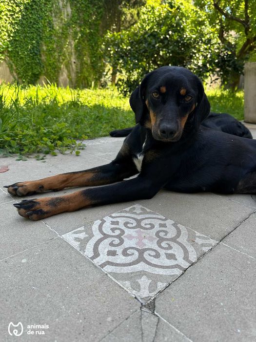 Júlio e Linda | Para Adoção