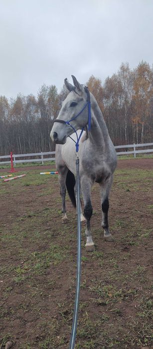 Piękny wałach do wysokiego sportu