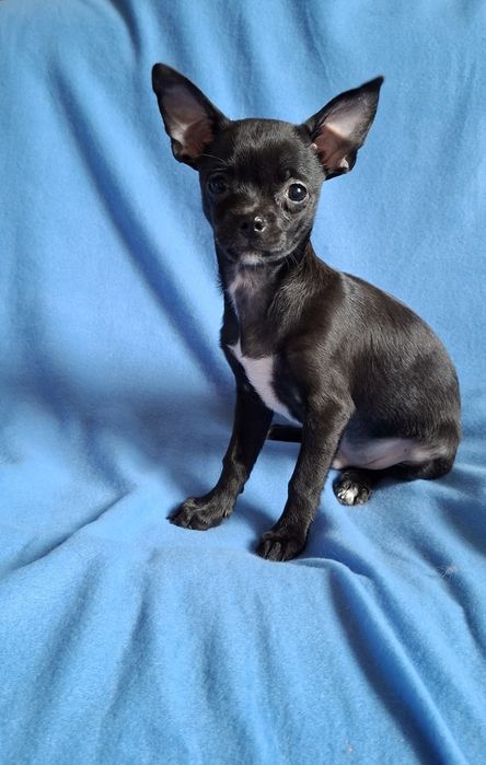 Śliczny piesek Chihuahua