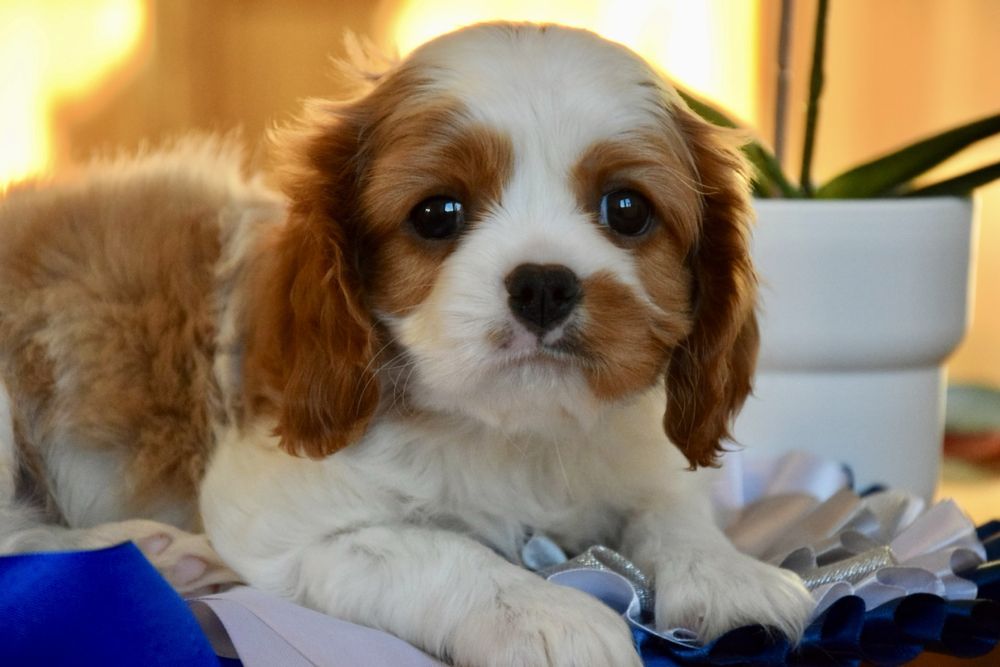 Dziewczynka Cavalier King Charles Spaniel FCI