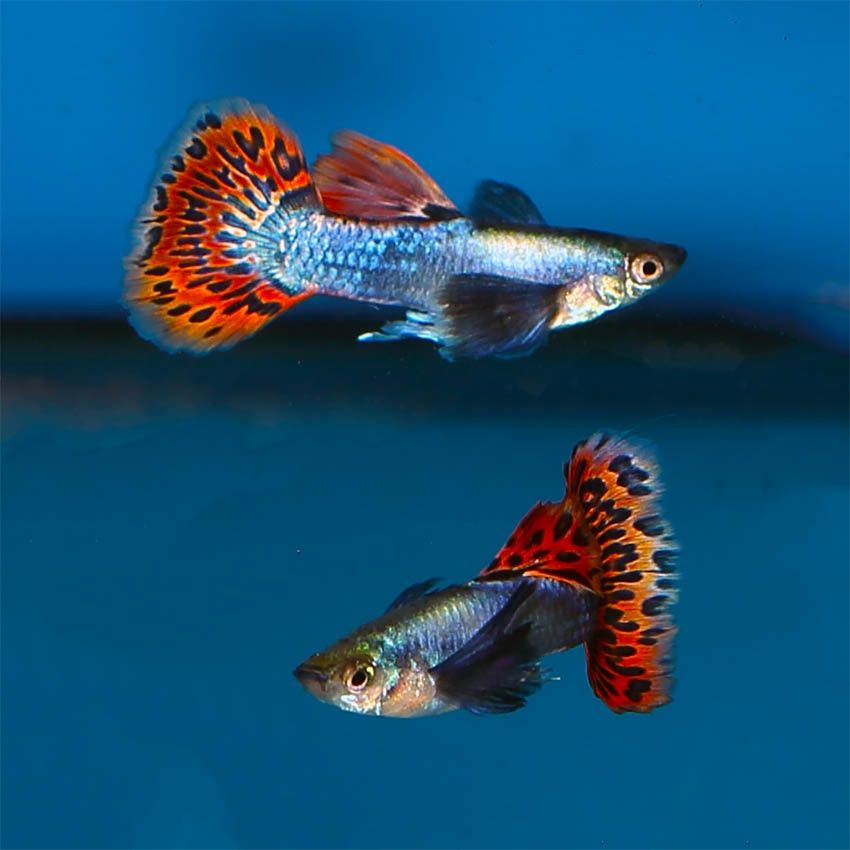 Guppys red mosaic