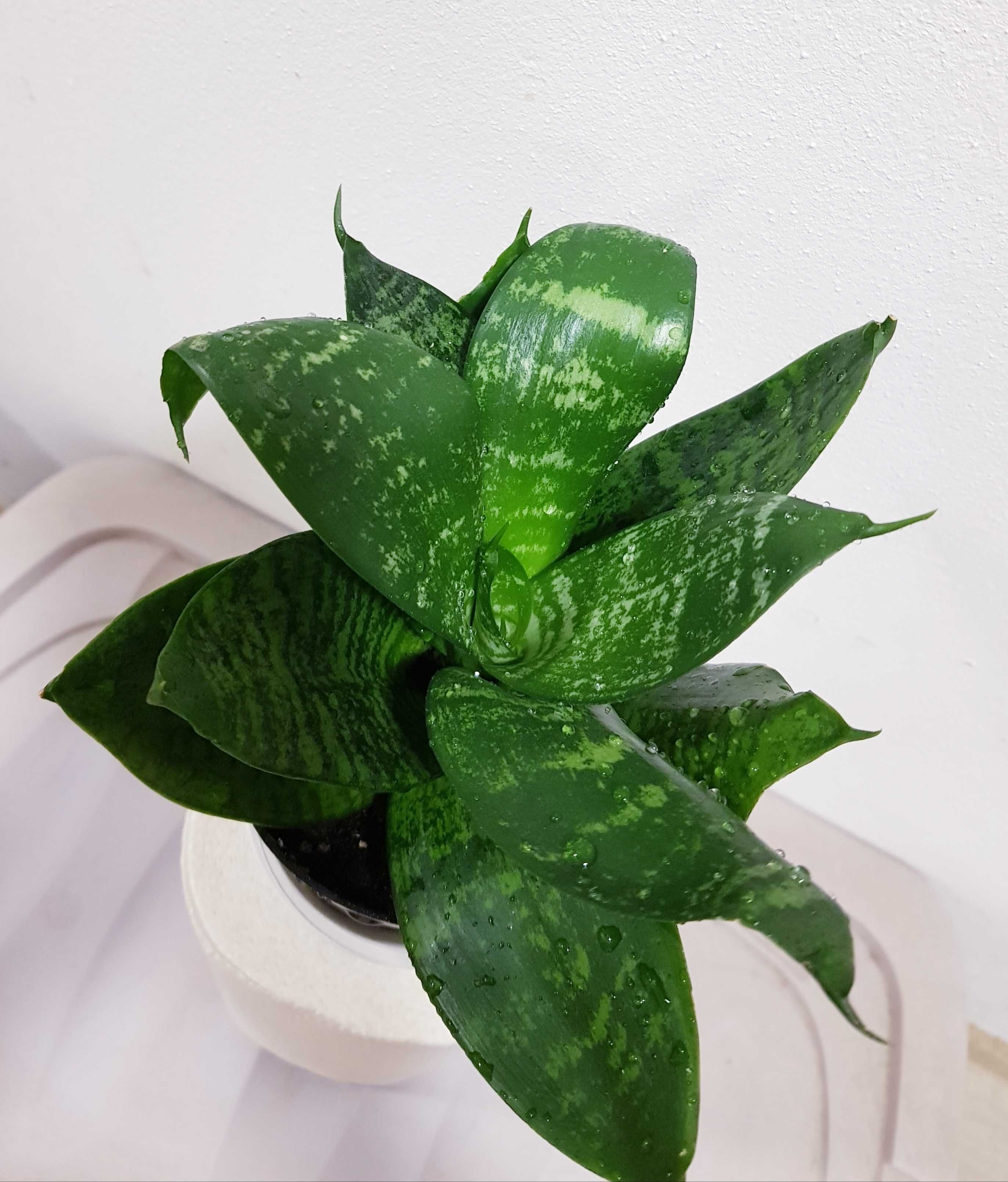 Sansewieria Sansevieria Gwinejska Green Hahnii Żelazna roślina 20cm