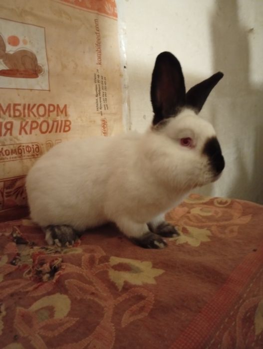 Кролики Каліфорнія