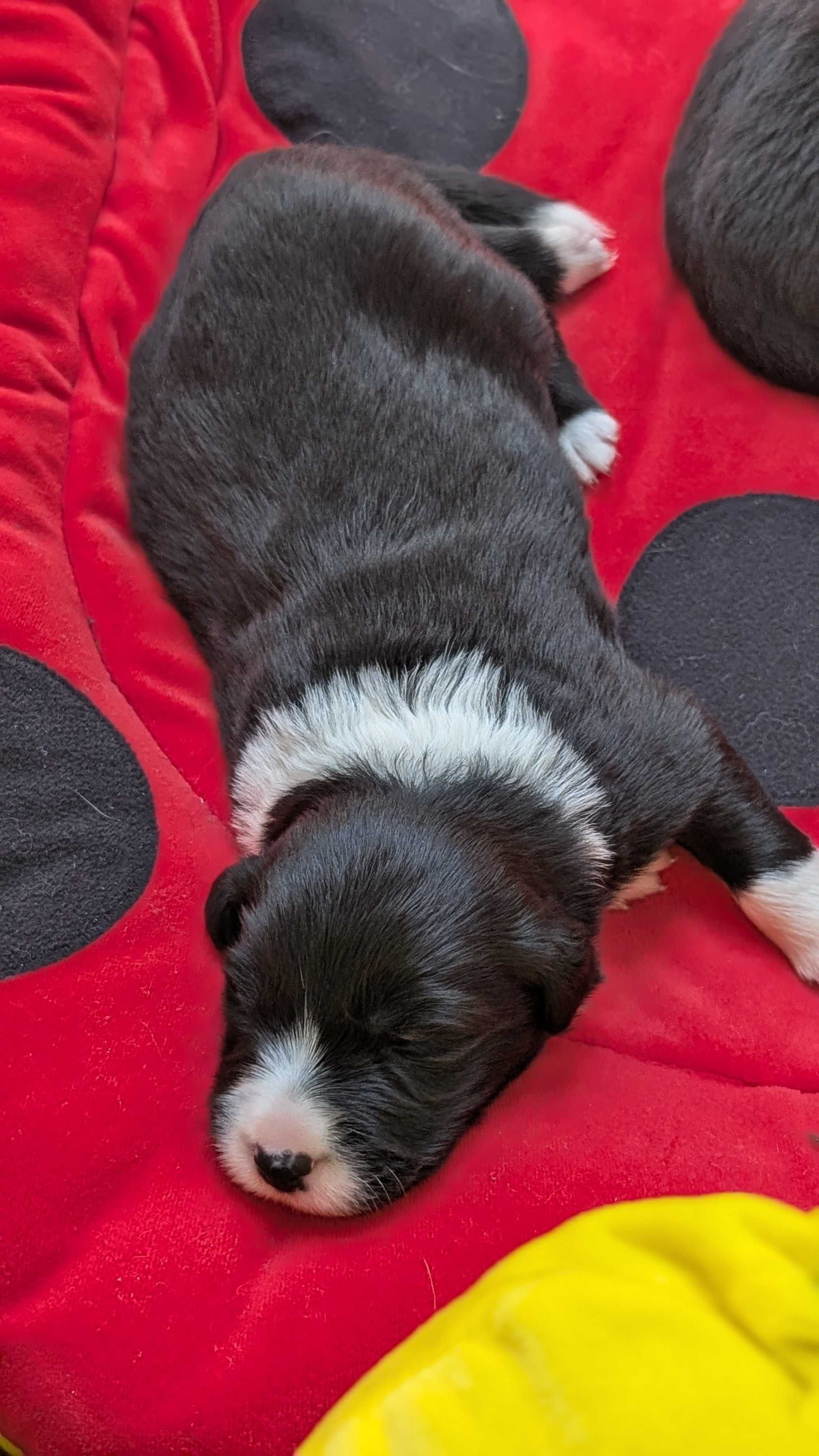 Border Collie FCI / ZKwP