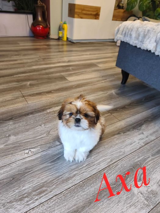 Shih Tzu - Axa - ślicznotka