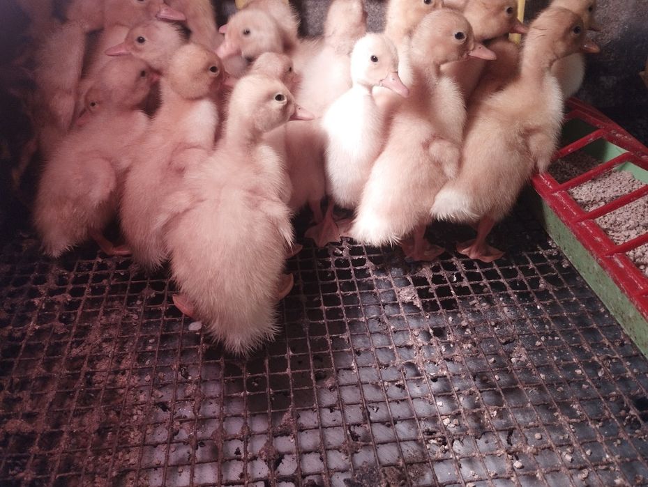 Каченята 10 днів 70 грн.