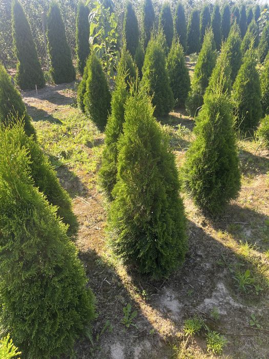 Sprzedam Tuje Szmaragd - ok 130 cm. kopane z gruntu