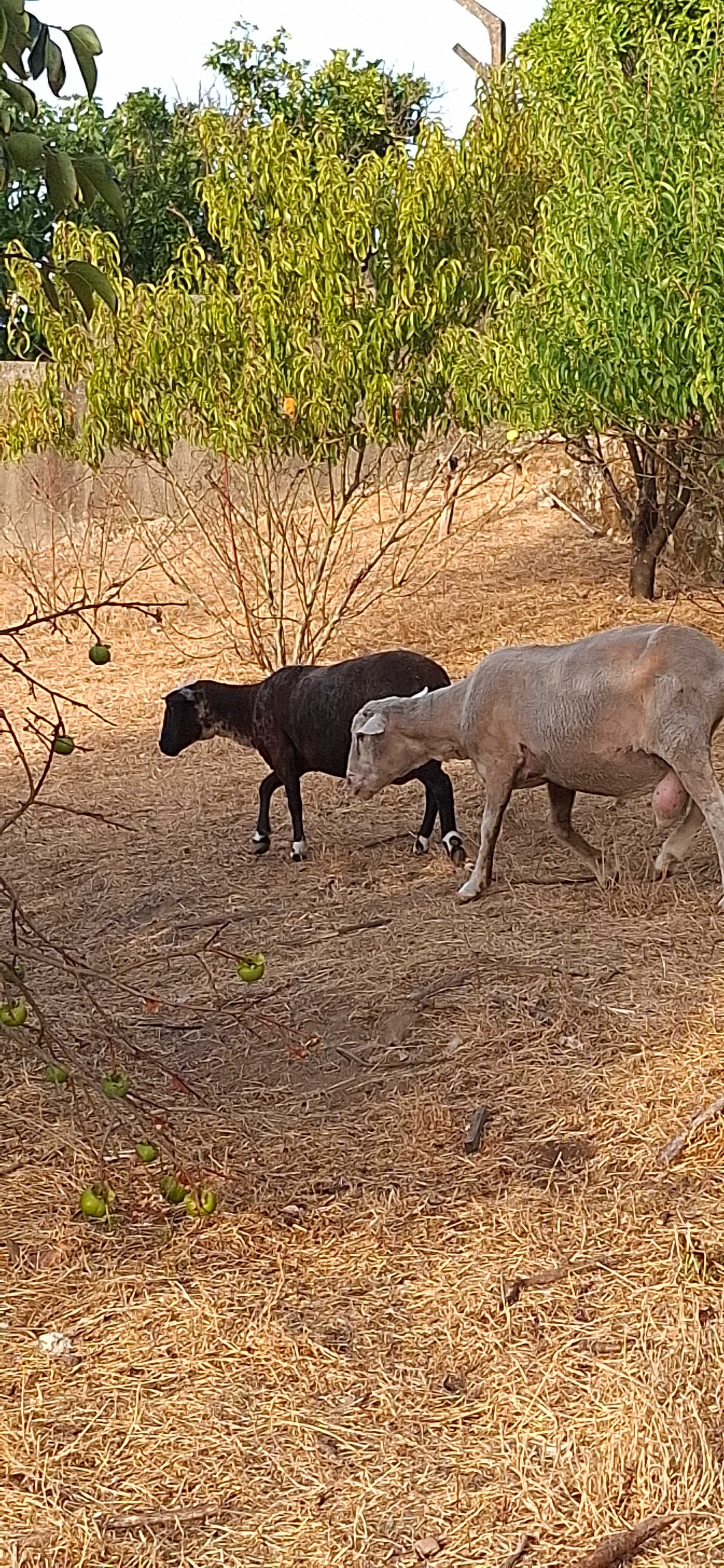 Carneiro e ovelhas