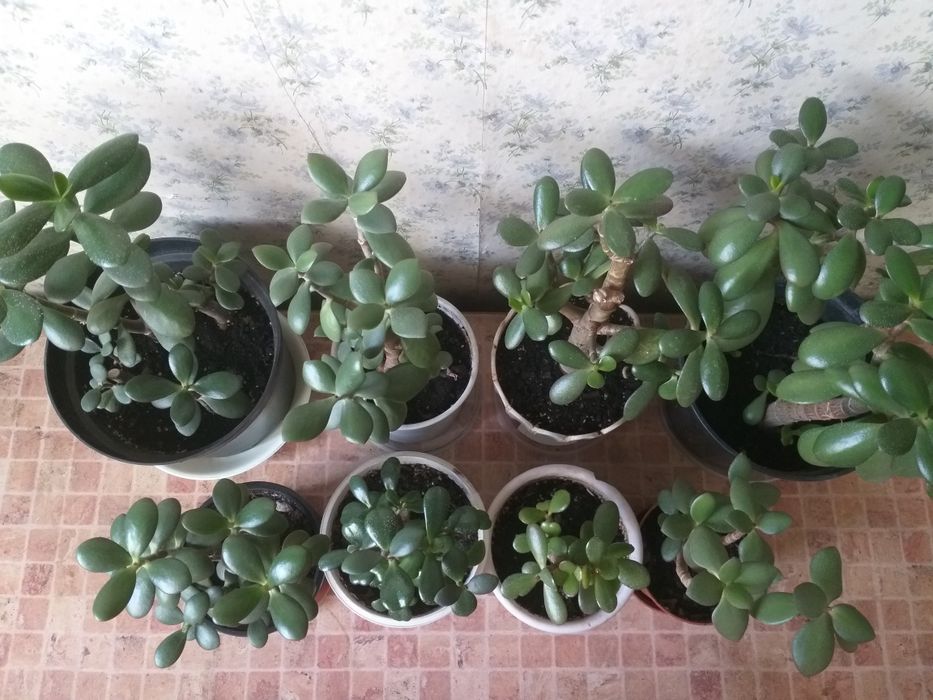 Денежное дерево. Толстянка. Крассула. Грошове дерево.