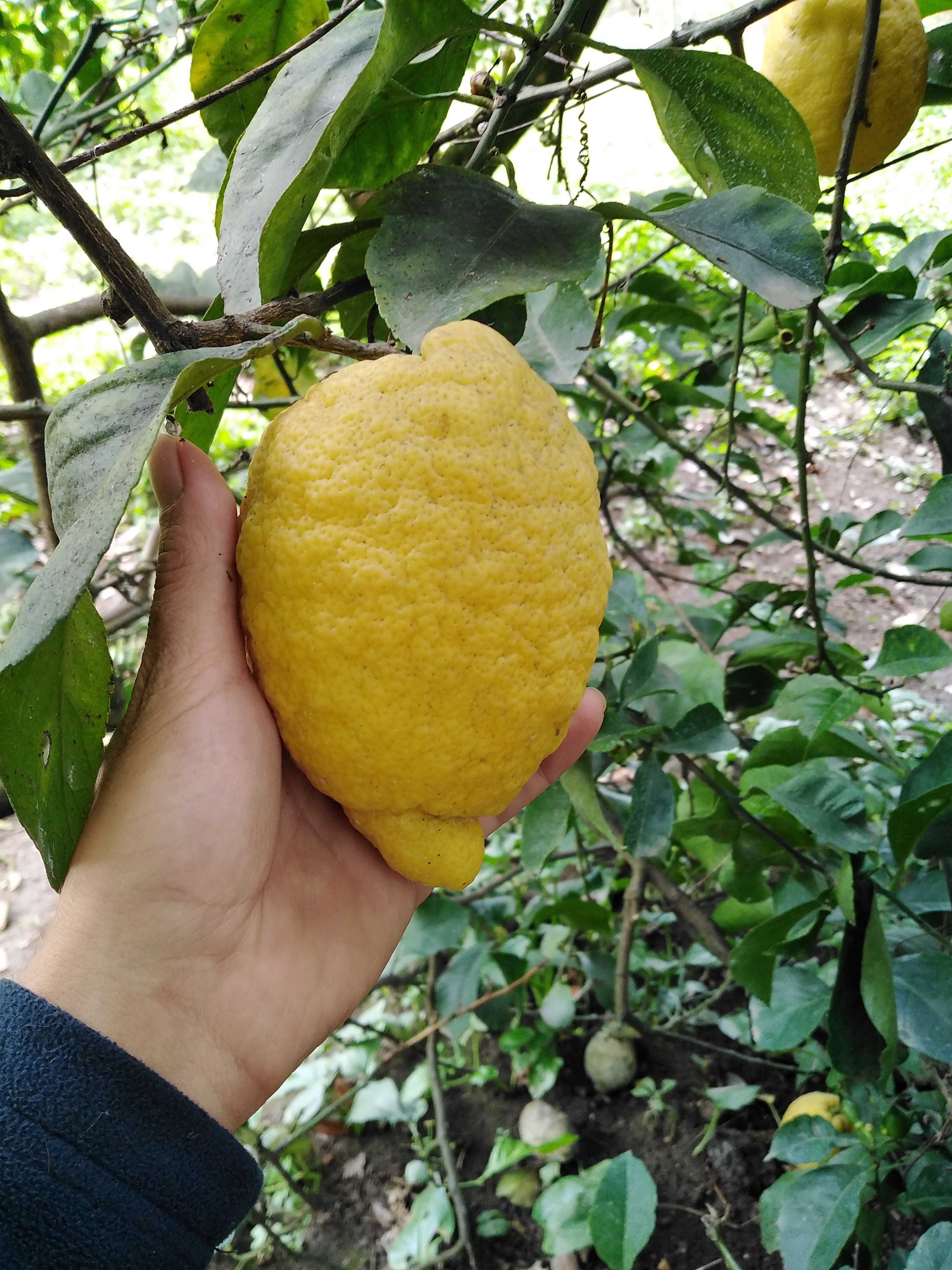 Vendo limões de casca fina ou grossa