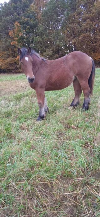 Konie zimnokrwiste klaczki i ogierek