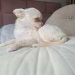 Chlopczyk chihuahua samiec