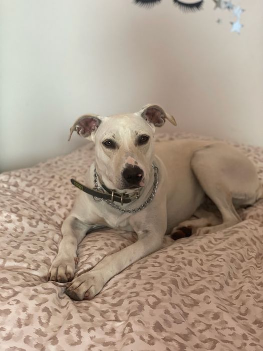 Adoção responsável