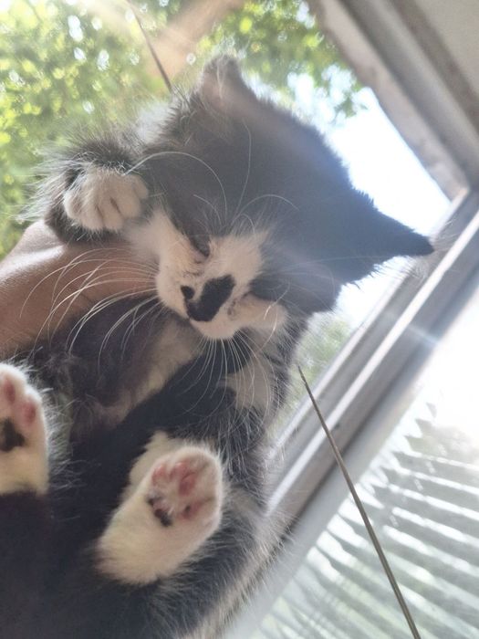 Котенок мальчик бесплатно. Котик. Кот. Котята. Даром.