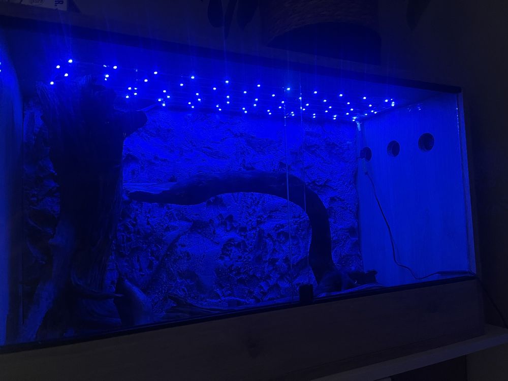 Wąż zbożoby samiec + terarium