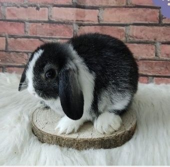 Mini Lop królik miniaturka gotowe do odbioru