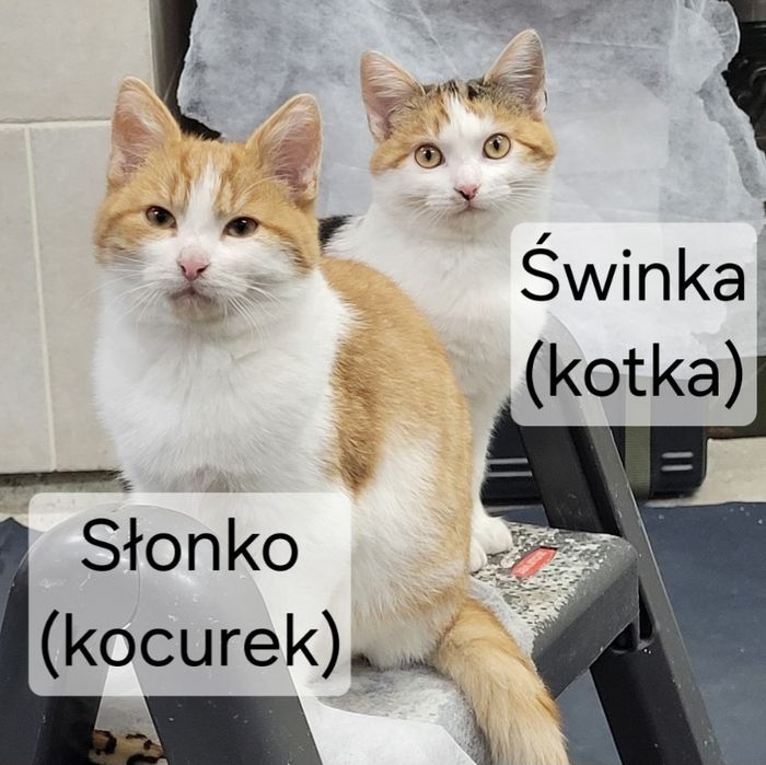 Cztery kociaki czekają na nowe domki