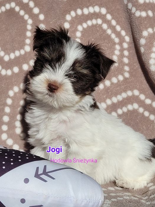 Szczeniak york Yorkshire terrier biewer morkie