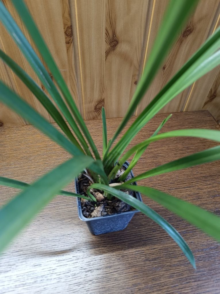 Cymbidium Ice Cascade storczyk