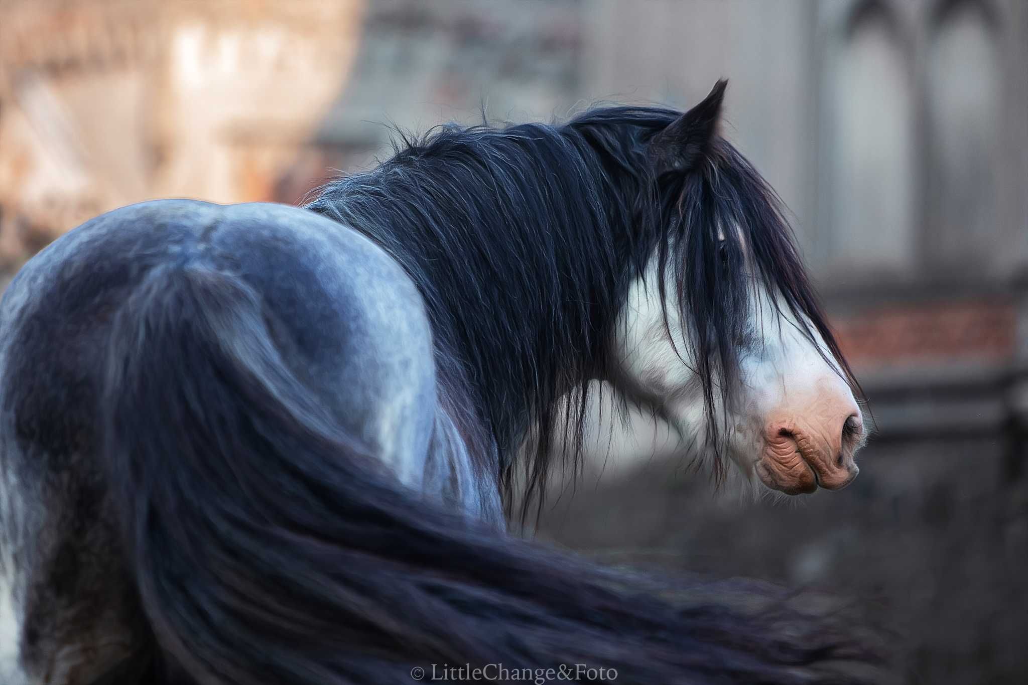 Stanowka ogierem gypsy cob/tinker