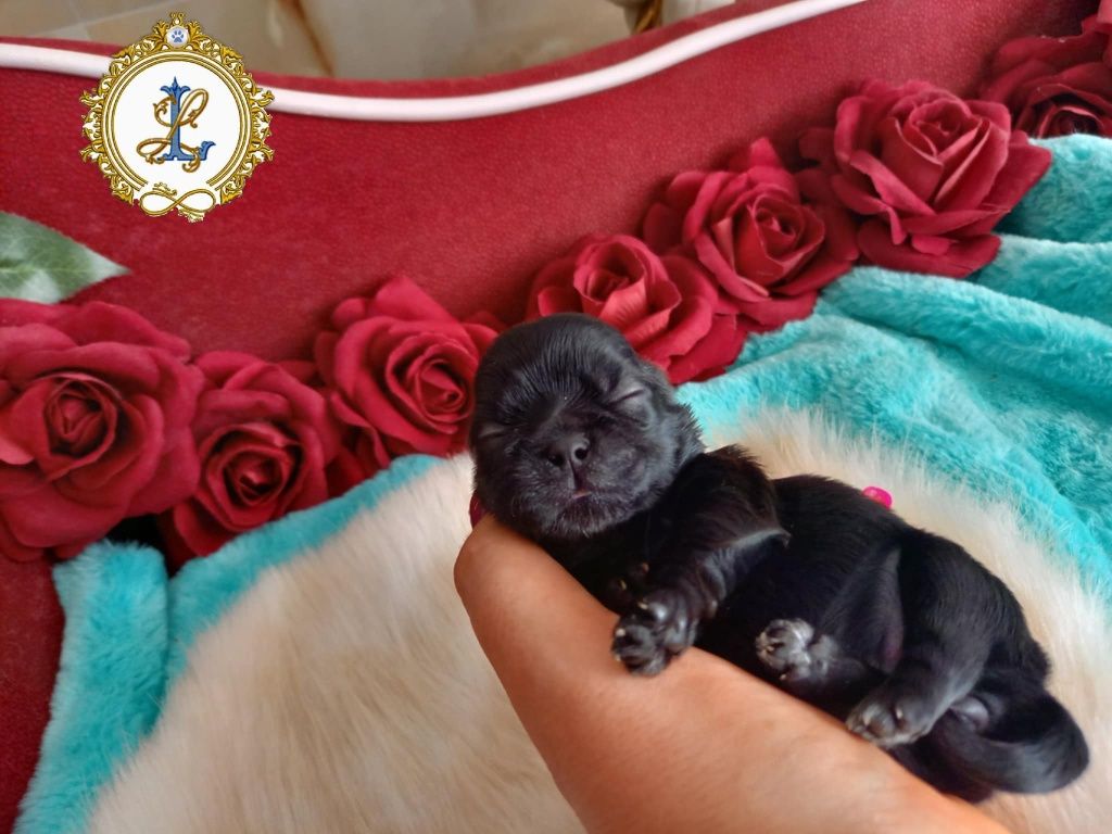 Shih Tzu rodowodowa drobna suczka