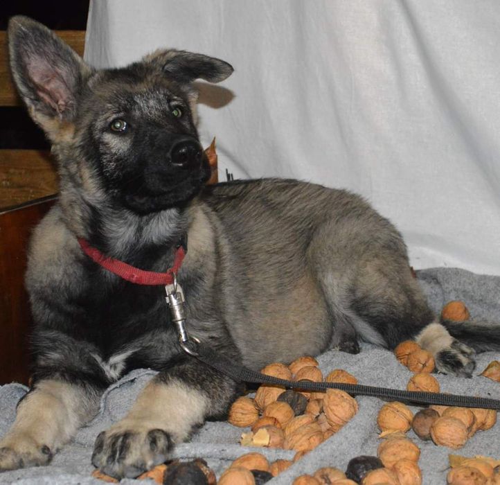 Замечательные породные ВЕО от выставочных родителей.