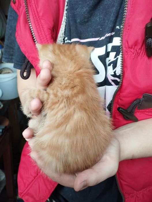 Oddam kota w dobre ręce