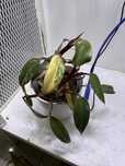 Philodendron strawberry shake