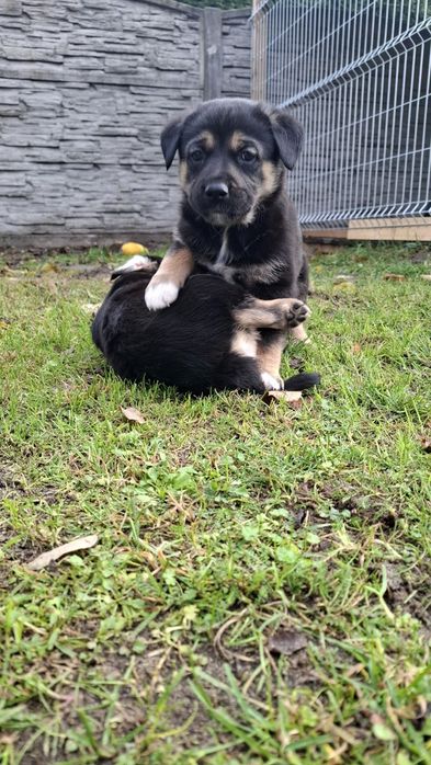 Oddam śliczne pieski