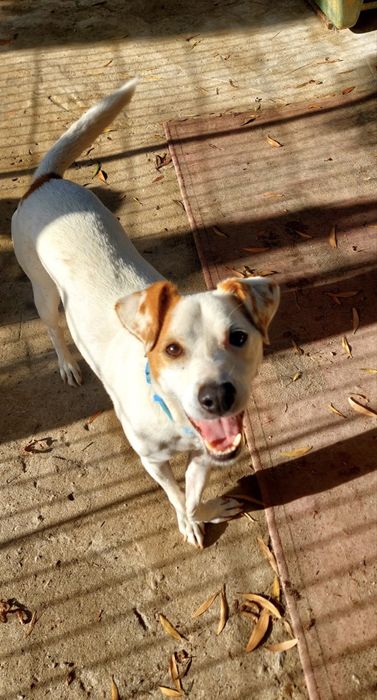 Macho porte mini + macho porte pequeno