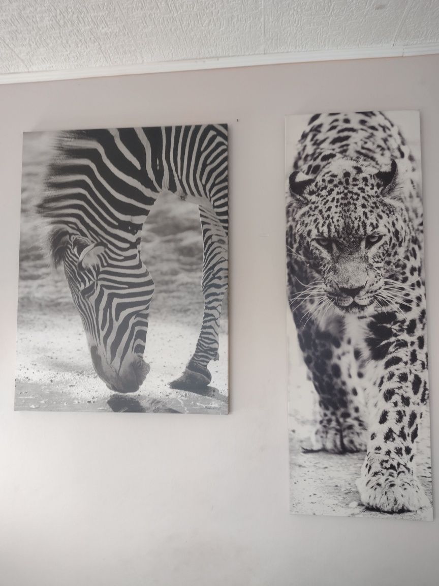 Obraz zebra brak tygrysa