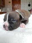 Amstaff dziewczynka
