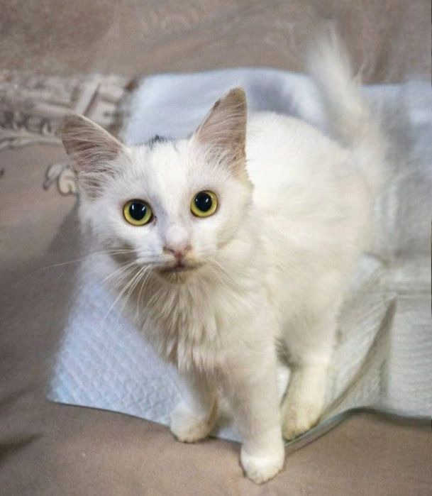 Отдам даром в добрые руки котиков и кошечек