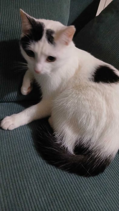 Oddam kotkę w dobre ręce, za darmo