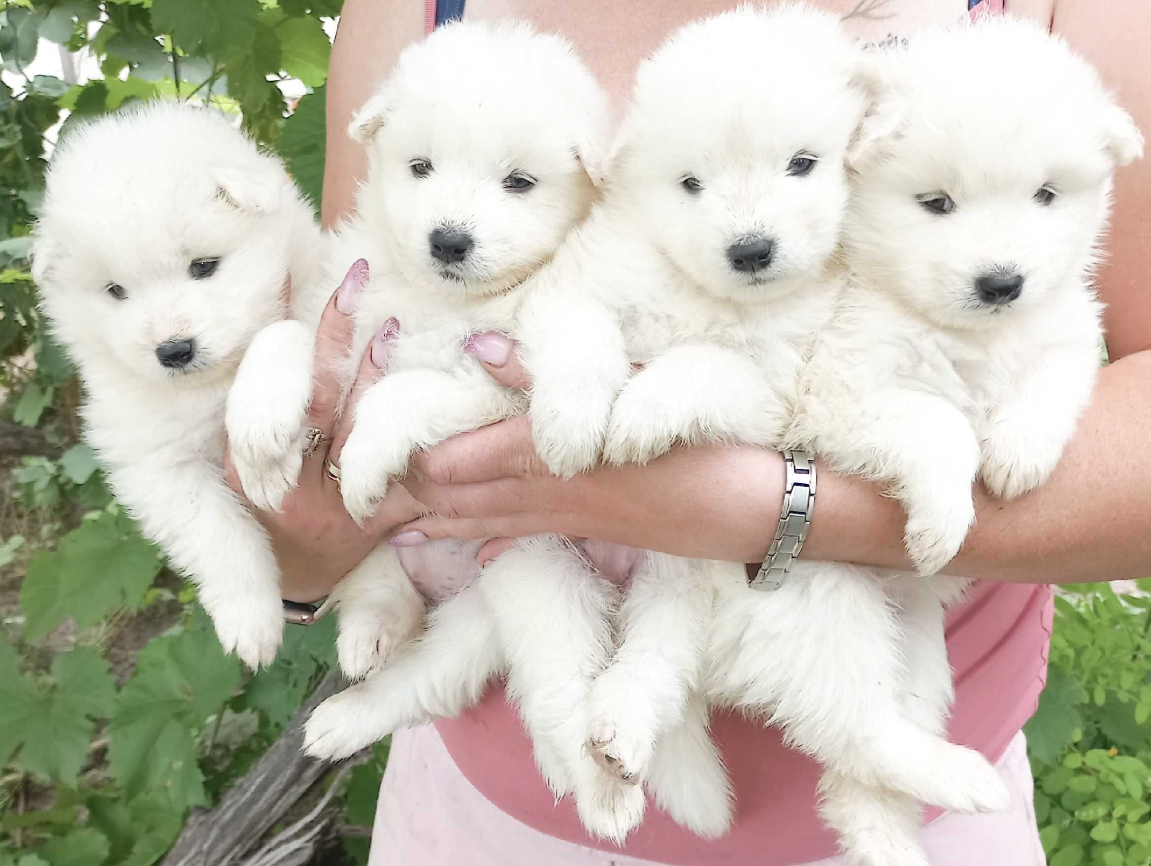 Клубочок счастячка