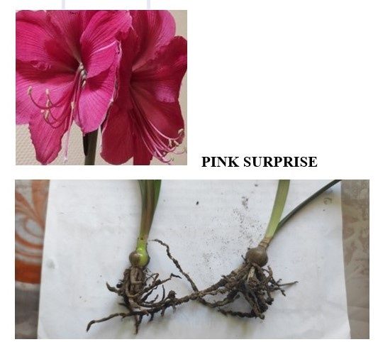 Сукуленти, Akiko, гіпеаструм білий, фікус, кімнатні рослини, гіпеастру