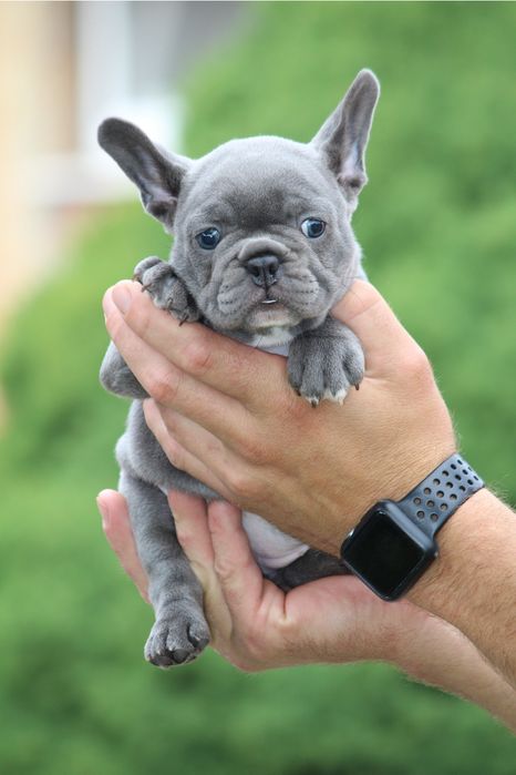 Французик голубого окраса